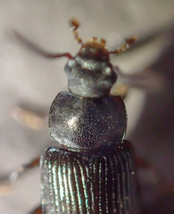 Helopini