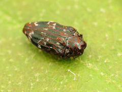 Brachys ovatus