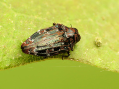 Brachys ovatus