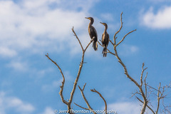 Nannopterum brasilianum brasilianum