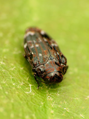 Brachys ovatus