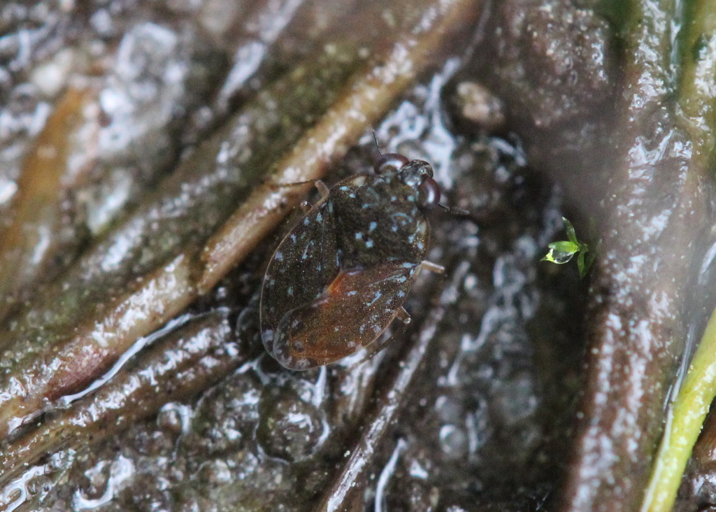 Ochterus banksi