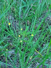 Linum medium texanum