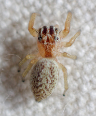 Phanias concoloratus