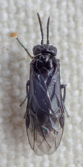 Rhadinoceraea