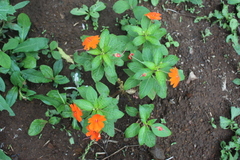 Impatiens hawkeri