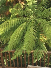 Cyathea smithii