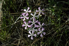 Phlox stansburyi