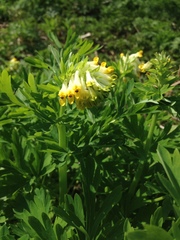 Corydalis nobilis