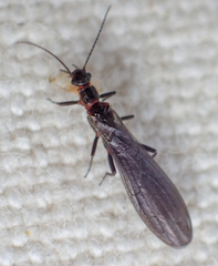Eucapnopsis brevicauda