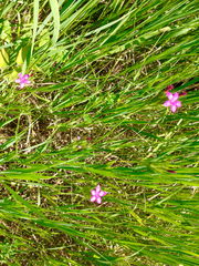 Dianthus armeria