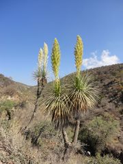 Nolina excelsa