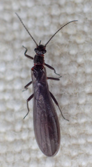 Eucapnopsis brevicauda