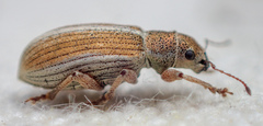 Pachyrhinus elegans