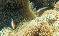 Amphiprion sandaracinos