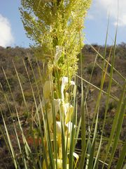 Nolina excelsa