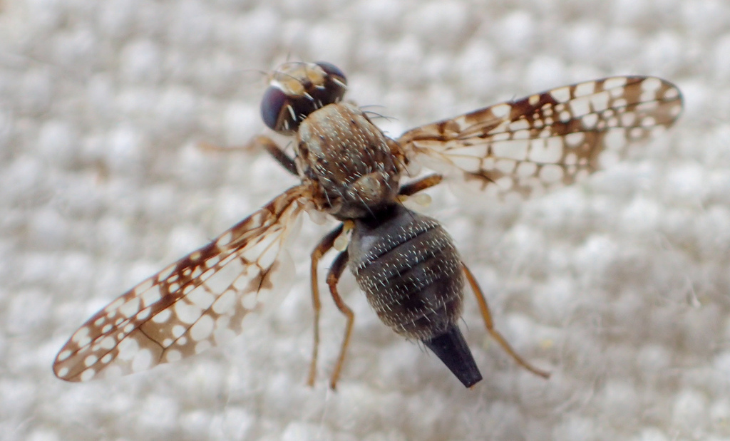 Campiglossa variabilis