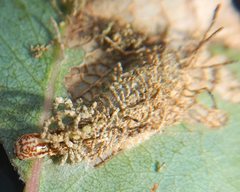 Hypertropha