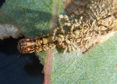 Hypertropha