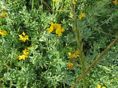 Lotus corniculatus corniculatus