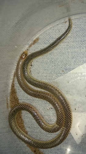 Speckled Quill-snouted Snake, Xenocalamus transvaalensis