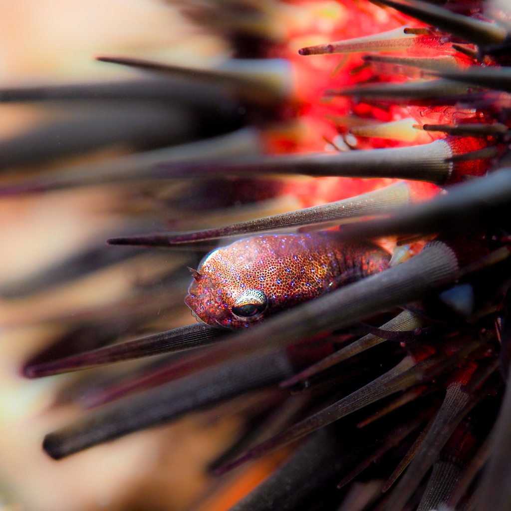 Red clingfish (Acyrtus rubiginosus) — Gobiesocidae