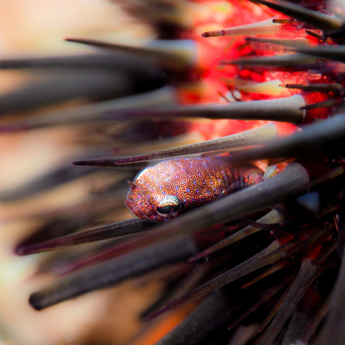 Red clingfish (Acyrtus rubiginosus) — Gobiesocidae