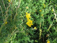 Lotus corniculatus corniculatus