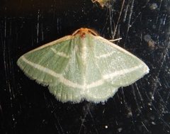 Mixocera latilineata