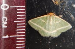 Mixocera latilineata