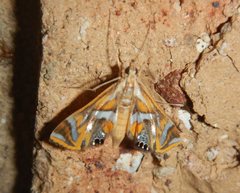 Margarosticha euprepialis