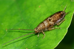 Parellipsidion latipenne