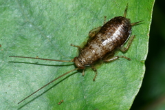 Parellipsidion latipenne