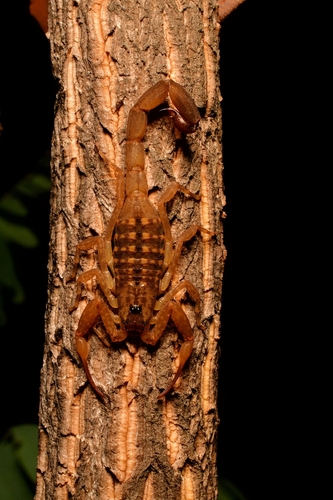 Lychas scaber