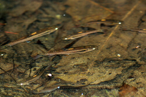 Panama lead characin (Piabucina panamensis) — Lebiasinidae — 3