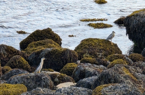 Black-crowned Night Heron photographed in Massachusetts