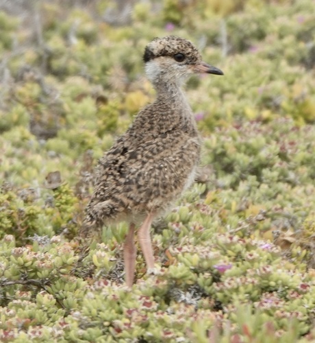 Crowned Lapwing