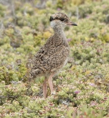 Crowned Lapwing photo 5