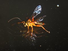Echthromorpha agrestoria