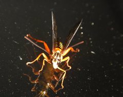 Echthromorpha agrestoria