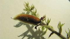 Trigonia nivea pubescens