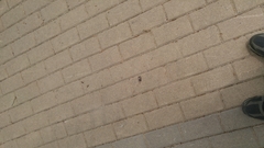 Dicronocephalus adamsi