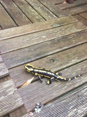 Salamandra salamandra