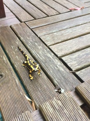 Salamandra salamandra