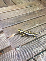 Salamandra salamandra