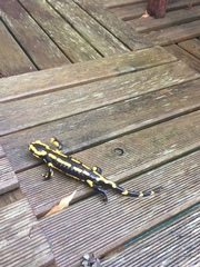 Salamandra salamandra