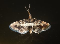 Nacoleia amphicedalis