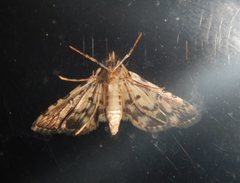 Nacoleia amphicedalis