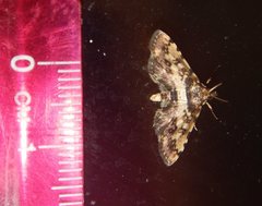 Nacoleia amphicedalis
