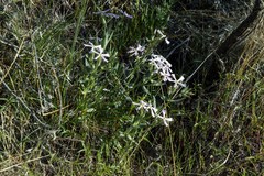 Phlox stansburyi